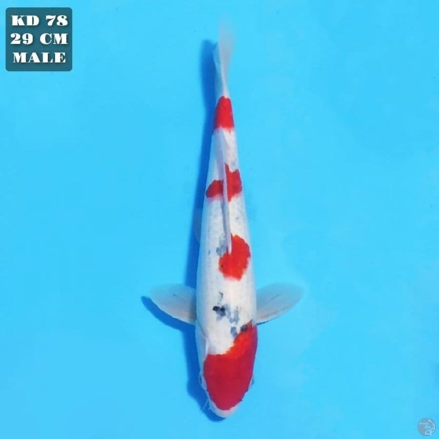 showa tategoi 29cm male