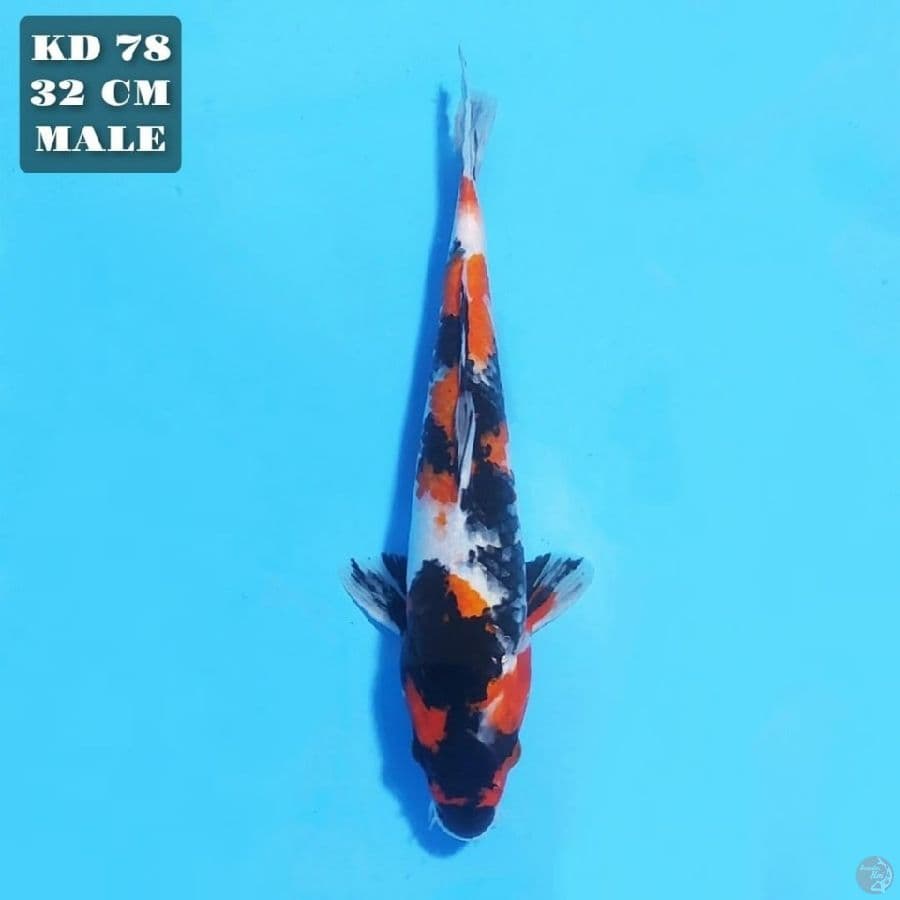 showa 32cm male