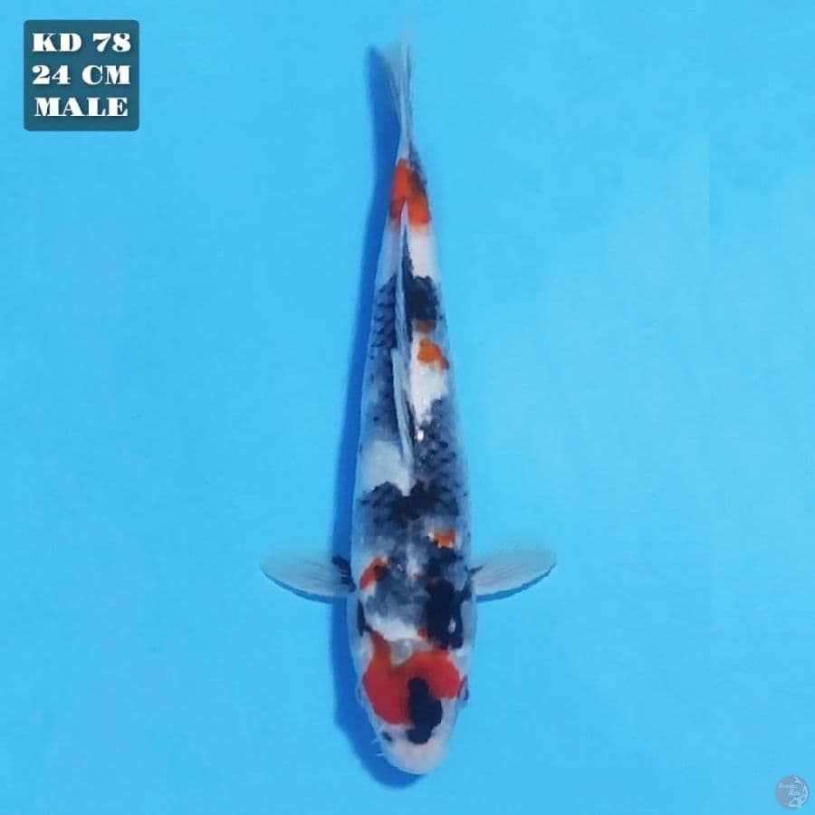 showa 24cm male