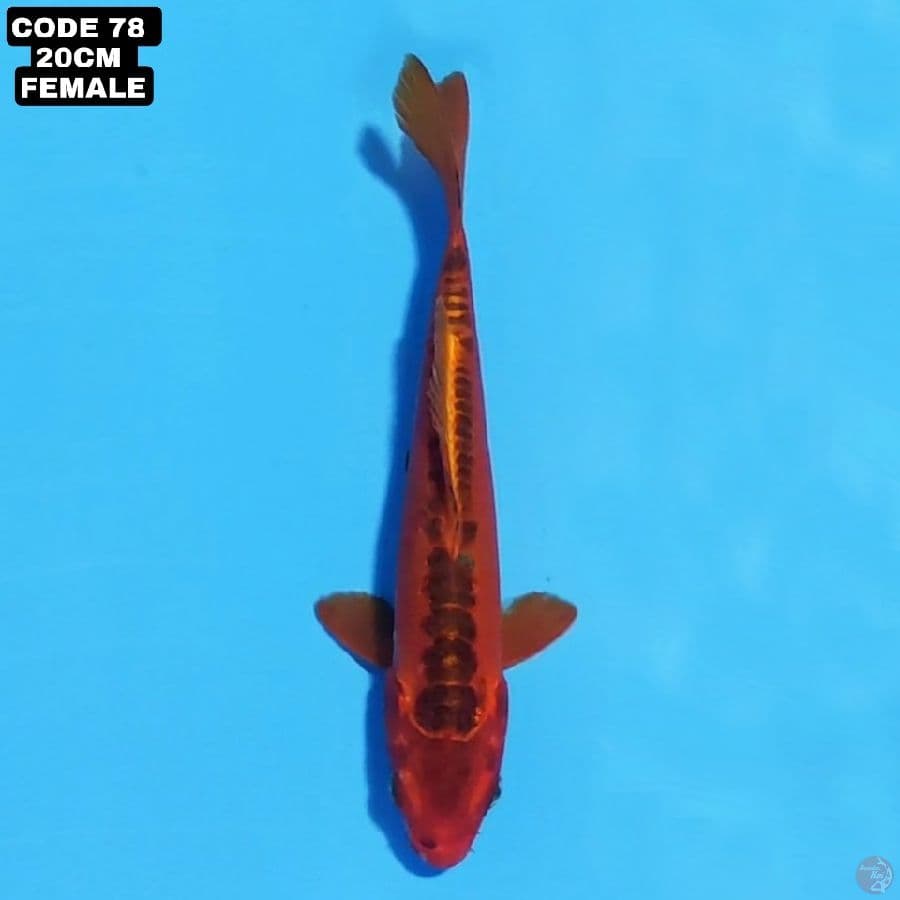 kikokuryu 20cm female