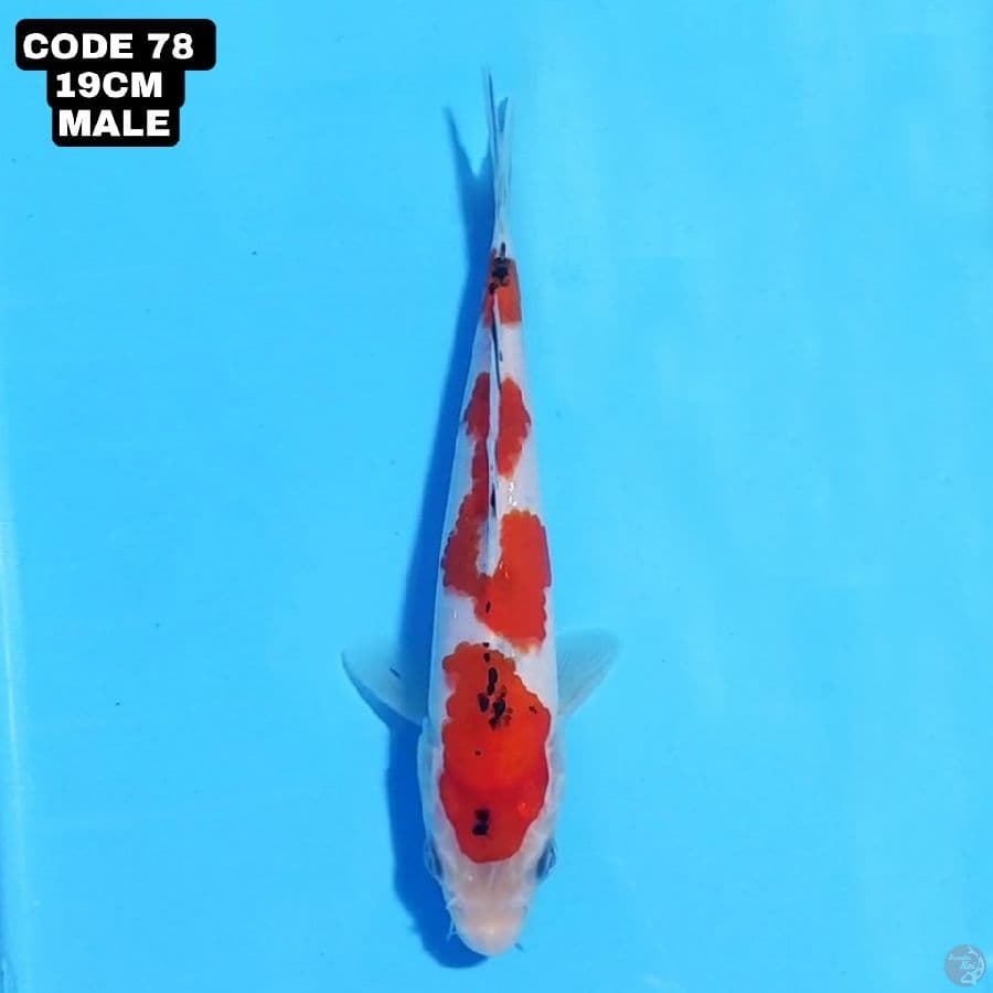 sanke 19cm male