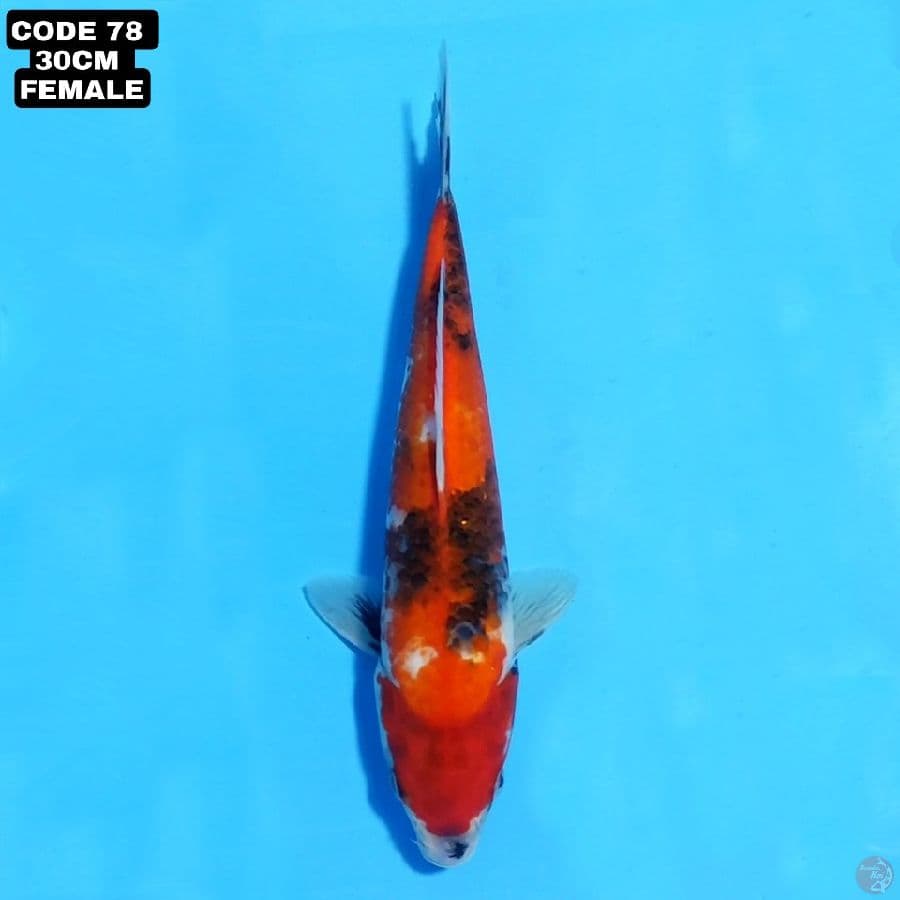 showa 30cm female