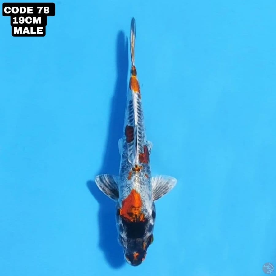 kikokuryu 19cm male