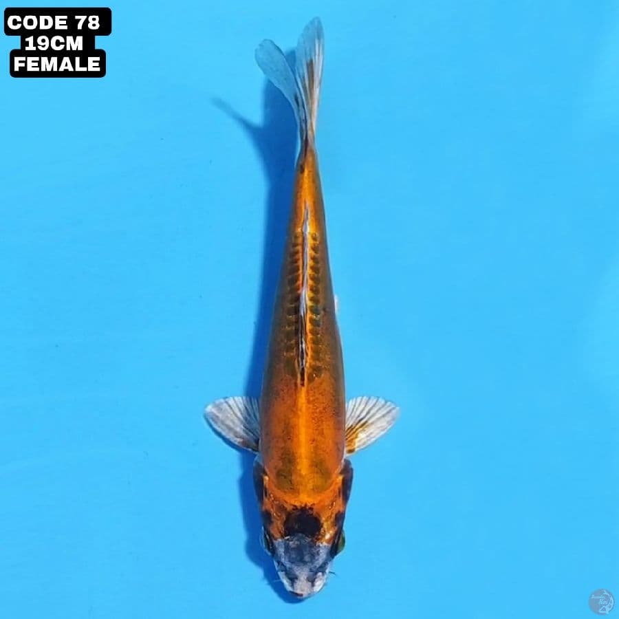 kikokuryu 19cm female