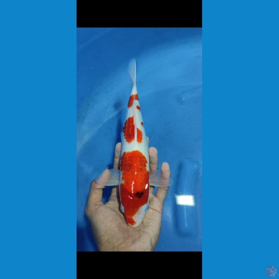 Ai goromo HQ 27 cm