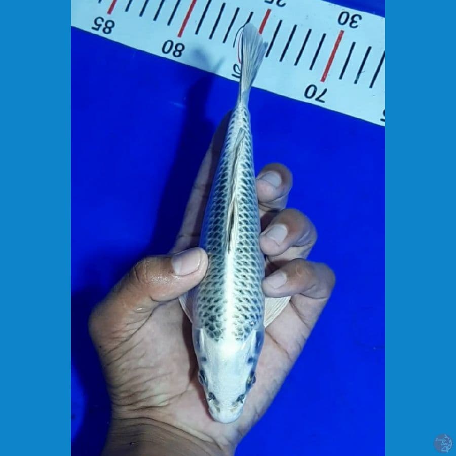 Matsuba SQ 20 Cm