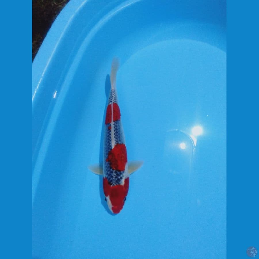 red goshiki racing 34cm/fm