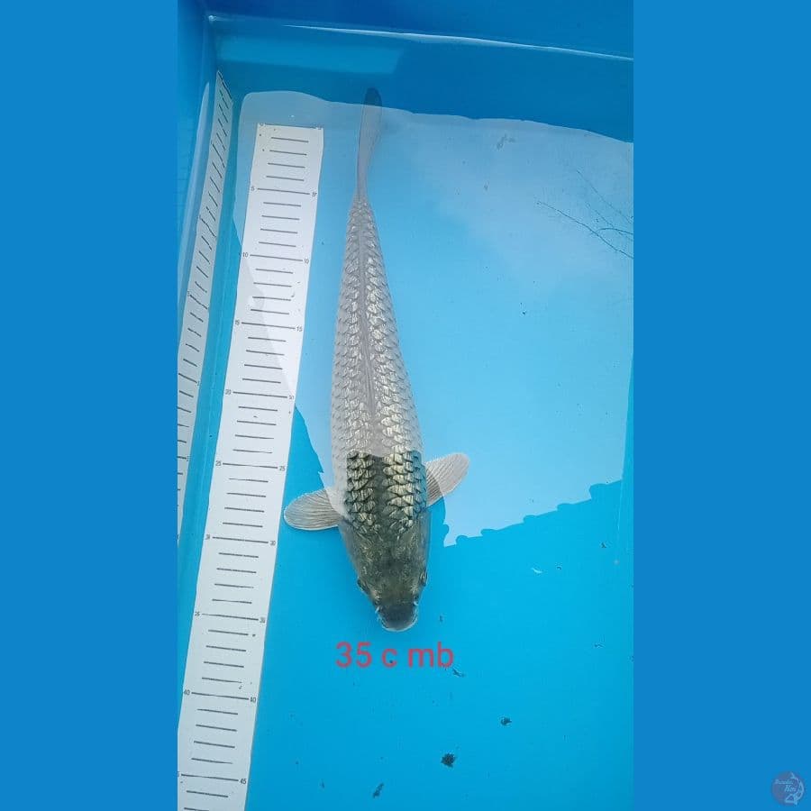 saragoi ginrin 36 cm