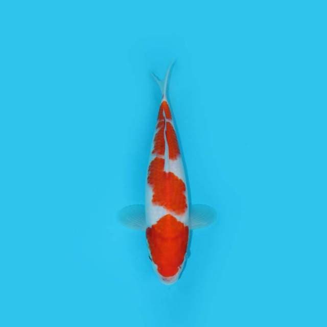 28 cm - KOHAKU