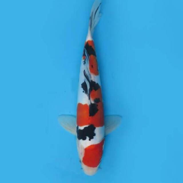27cm Male Tosai - Sanke Doitsu Murni