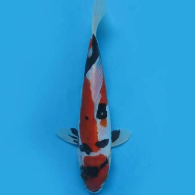 20cm Male Tosai - Showa Doitsu Murni