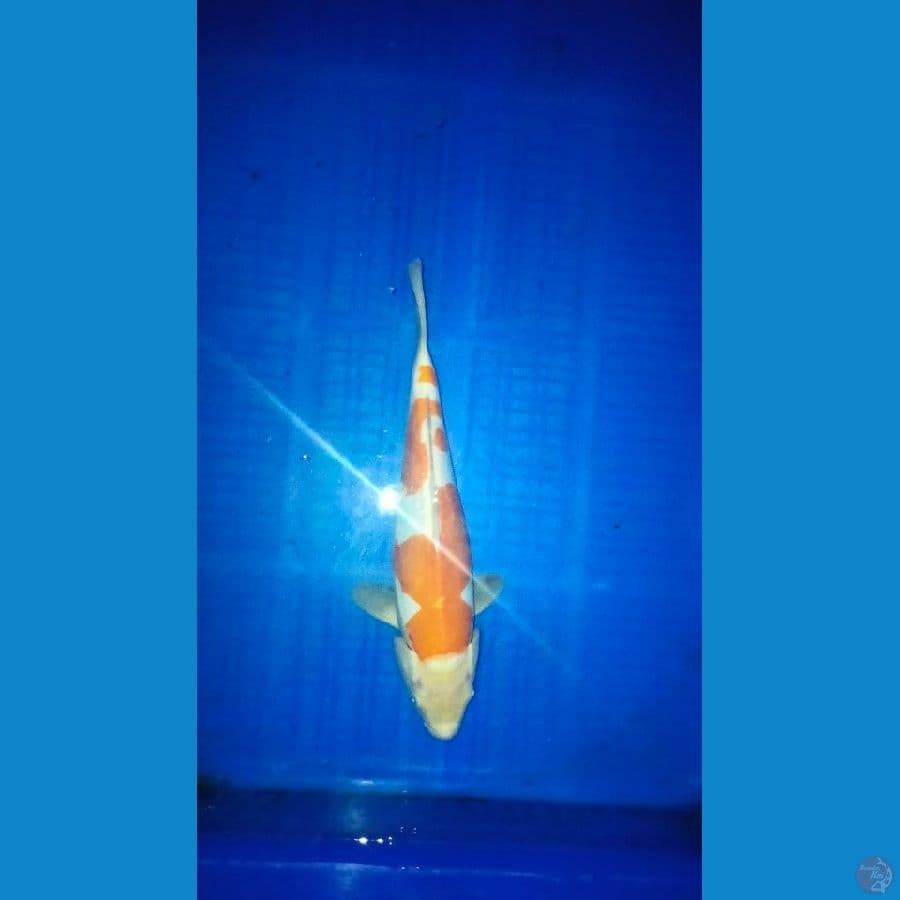 KOHAKU MALE