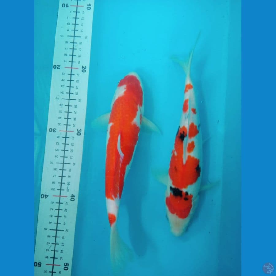Kohaku-Sanke montok