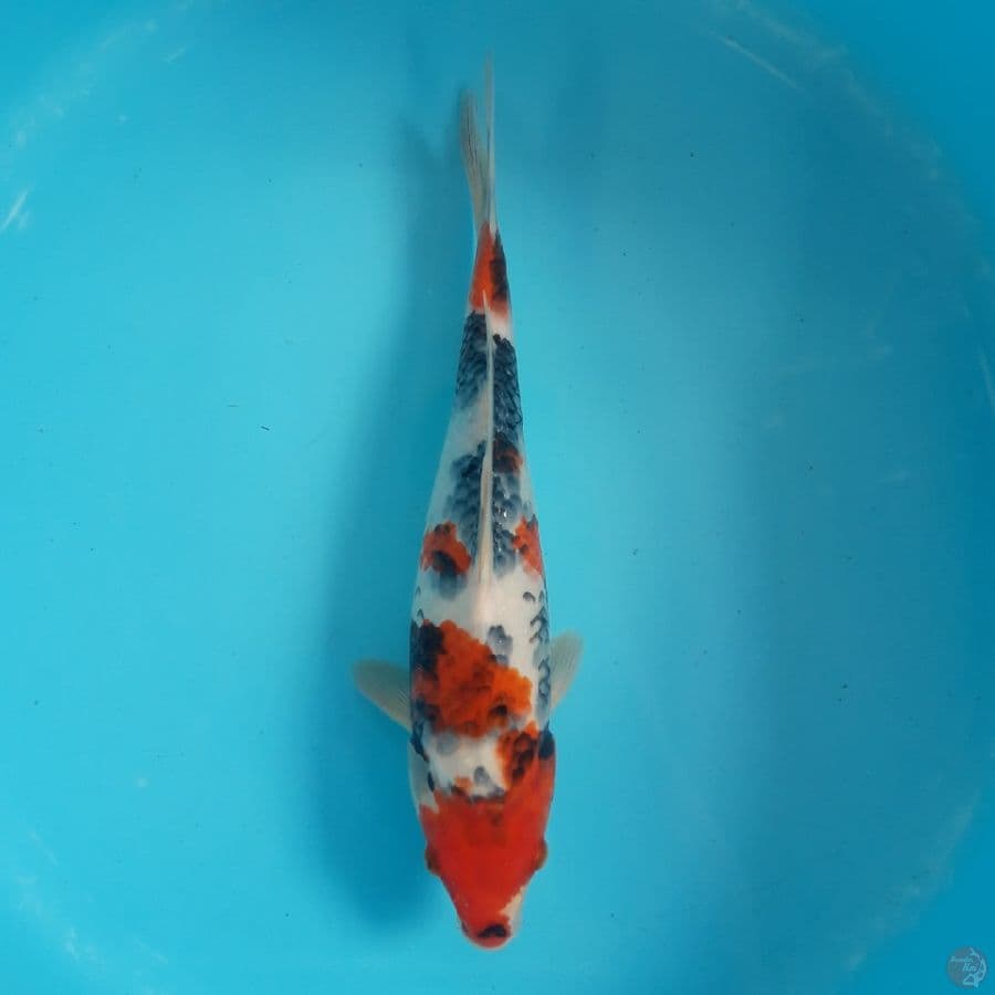Showa 38cm