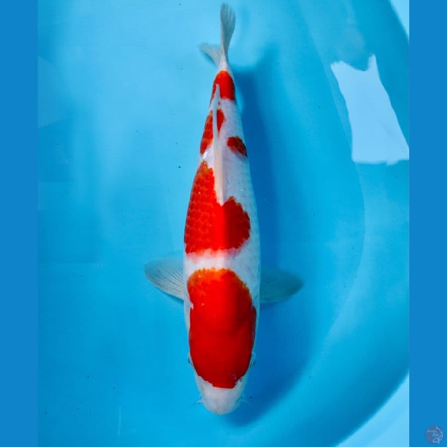 kohaku, 35 cm