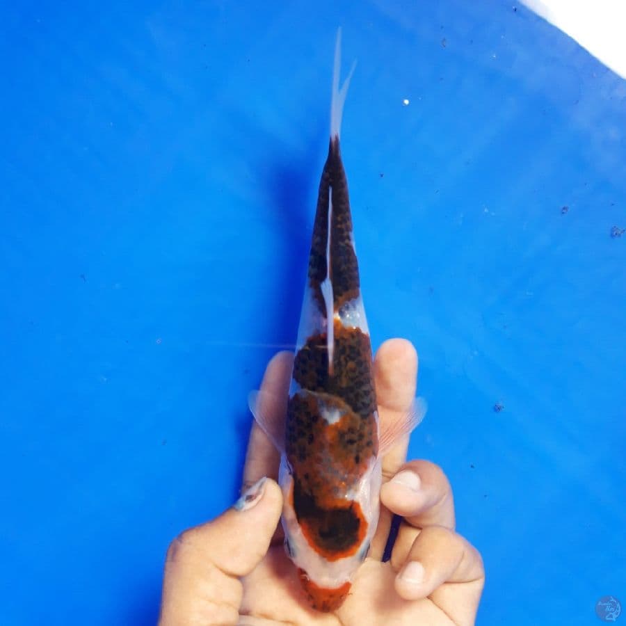 Budo Goromo Ori 18cm