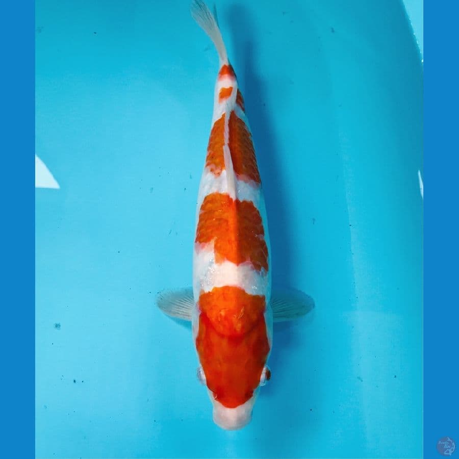 kohaku, 32 cm
