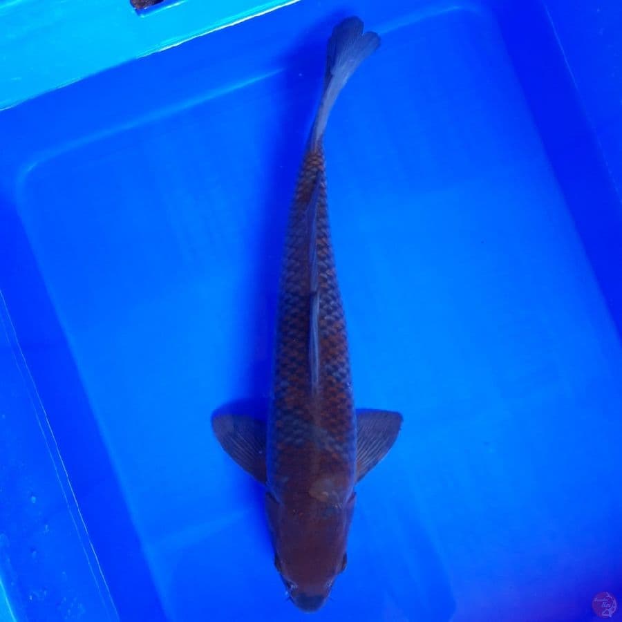 Ochiba Shigure 41cm