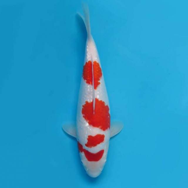 30cm Female Tosai - F1 Kohaku Ginrin Bulky
