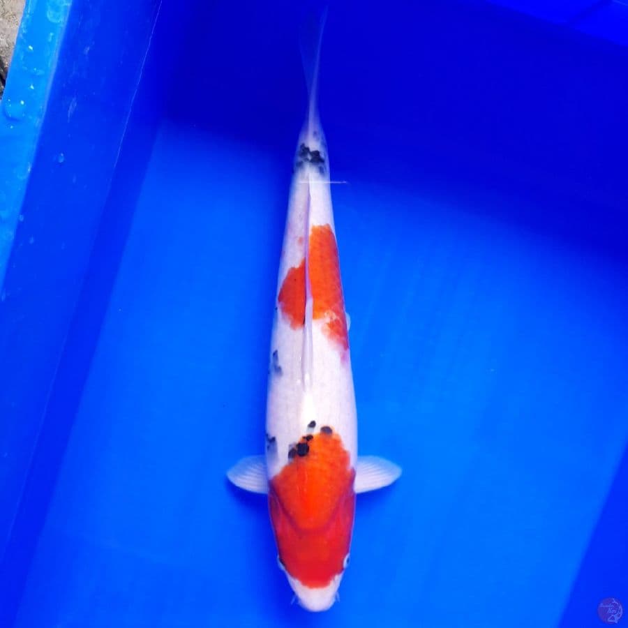 Showa Tategoi Punuk Male 38cm