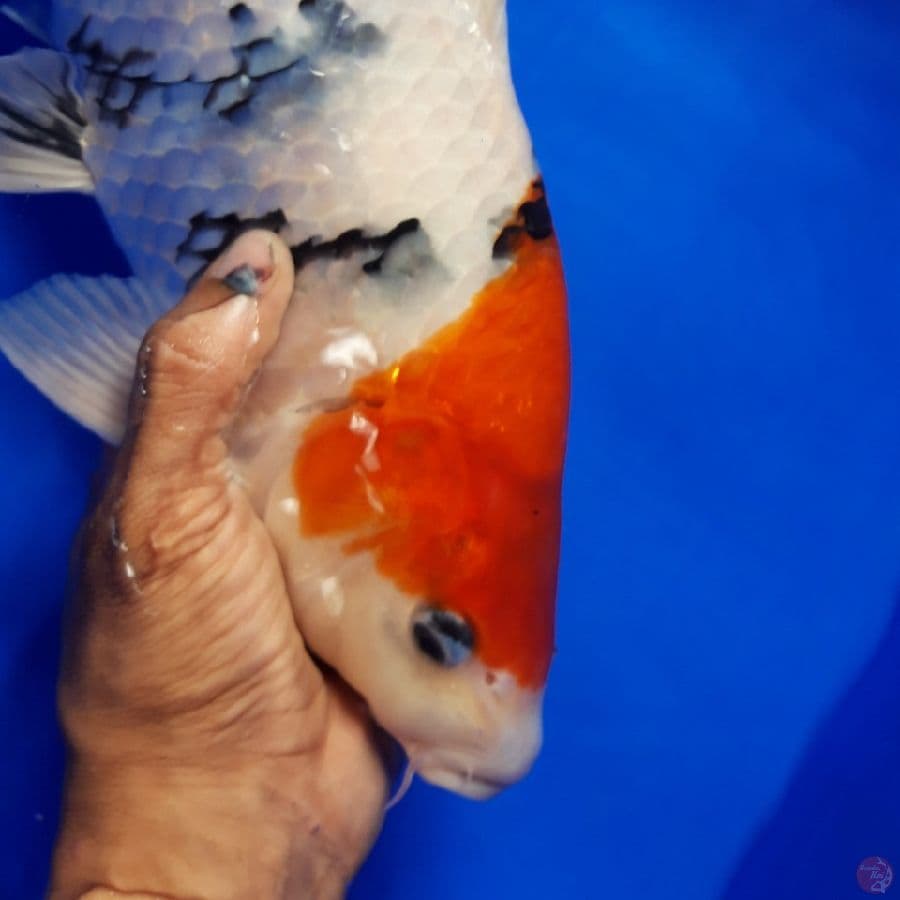 Showa Tategoi Punuk Male 38cm