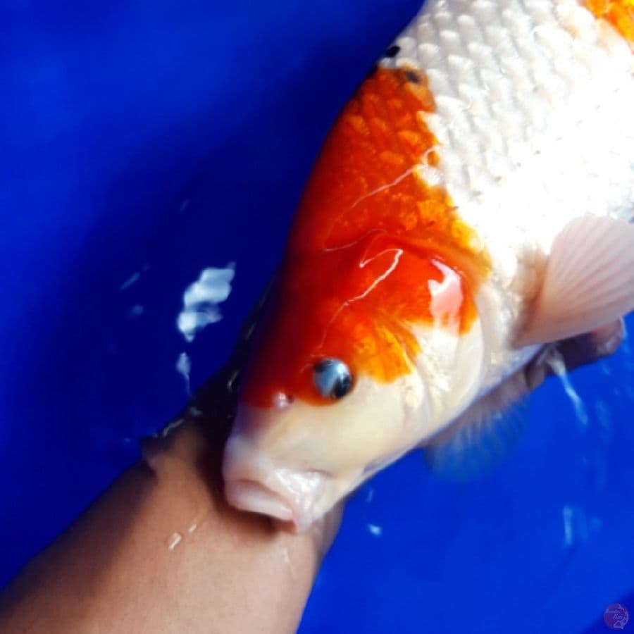 Showa Tategoi Punuk Male 38cm