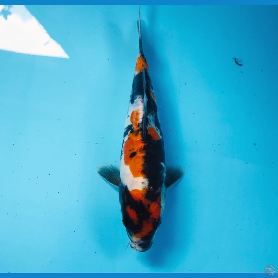 showa doitsu, 20 cm