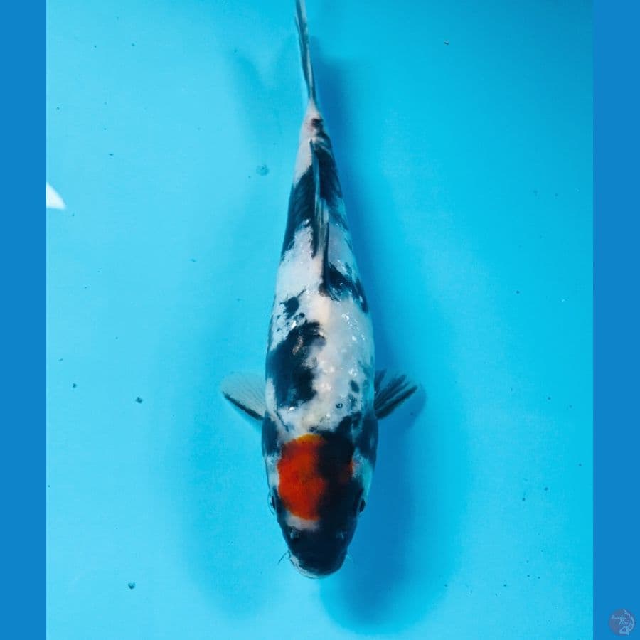 tancho showa doitsu, 20 cm