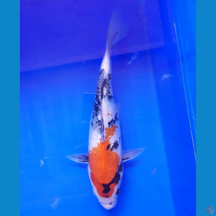 Showa 31cm