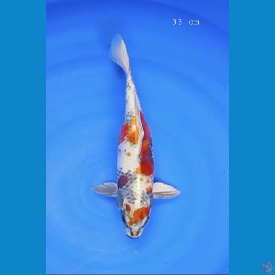 Kin Showa 33 cm