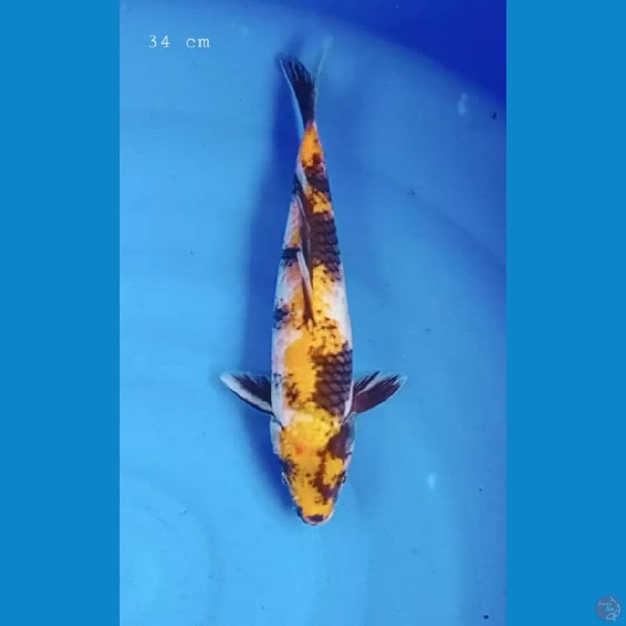 Kin Showa 34 cm