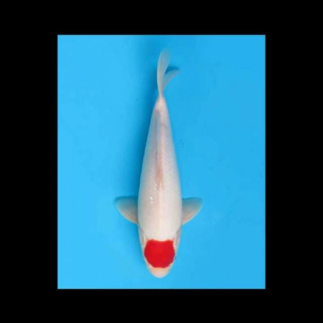 35bu Female Tosai - F1 Tancho Kohaku Bulky