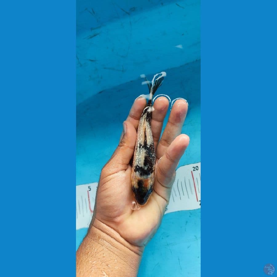 SHIRO GINDRIN 15 CM - ARIAKA KOI FARM