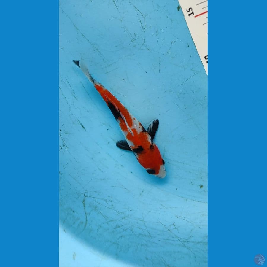 SHOWA 15 BU - ARIAKA KOI FARM