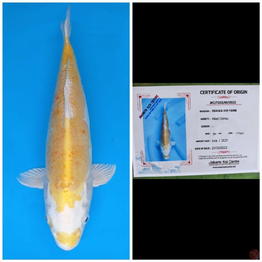 Okawa Lemon