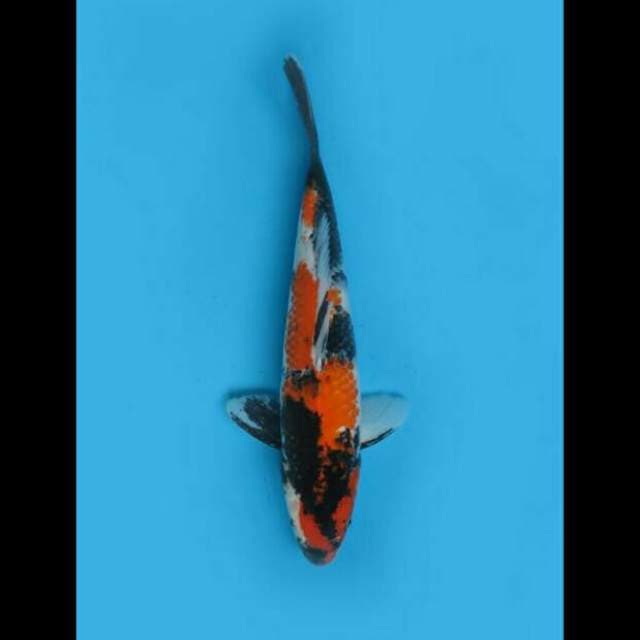 35cm Male Tosai - Showa Sanshoku