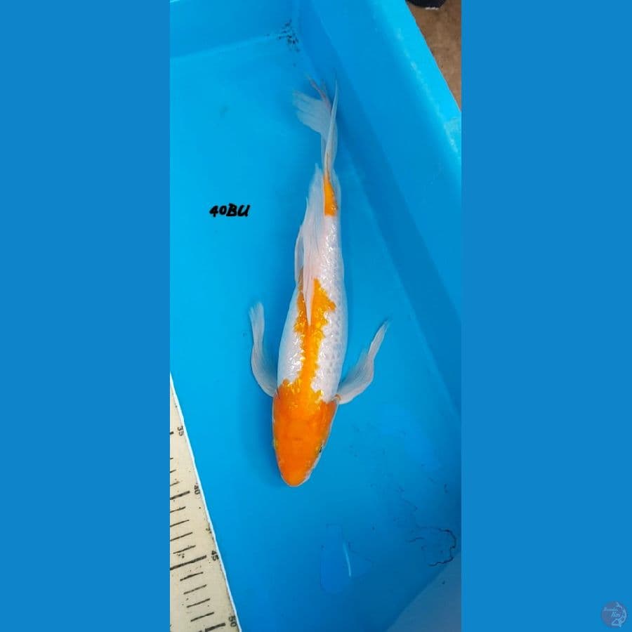 kumpay ginrin.... 40BU