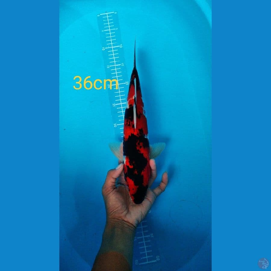 showa 36cm male
