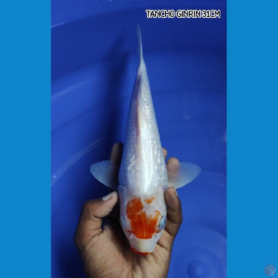 Tancho Kohaku Ginrin 31CM