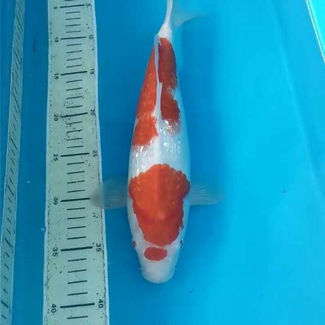 Ginring kohaku