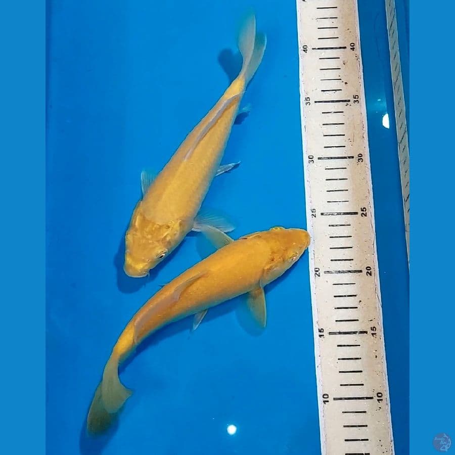 KARASHI MATA MERAH 24-25 CM