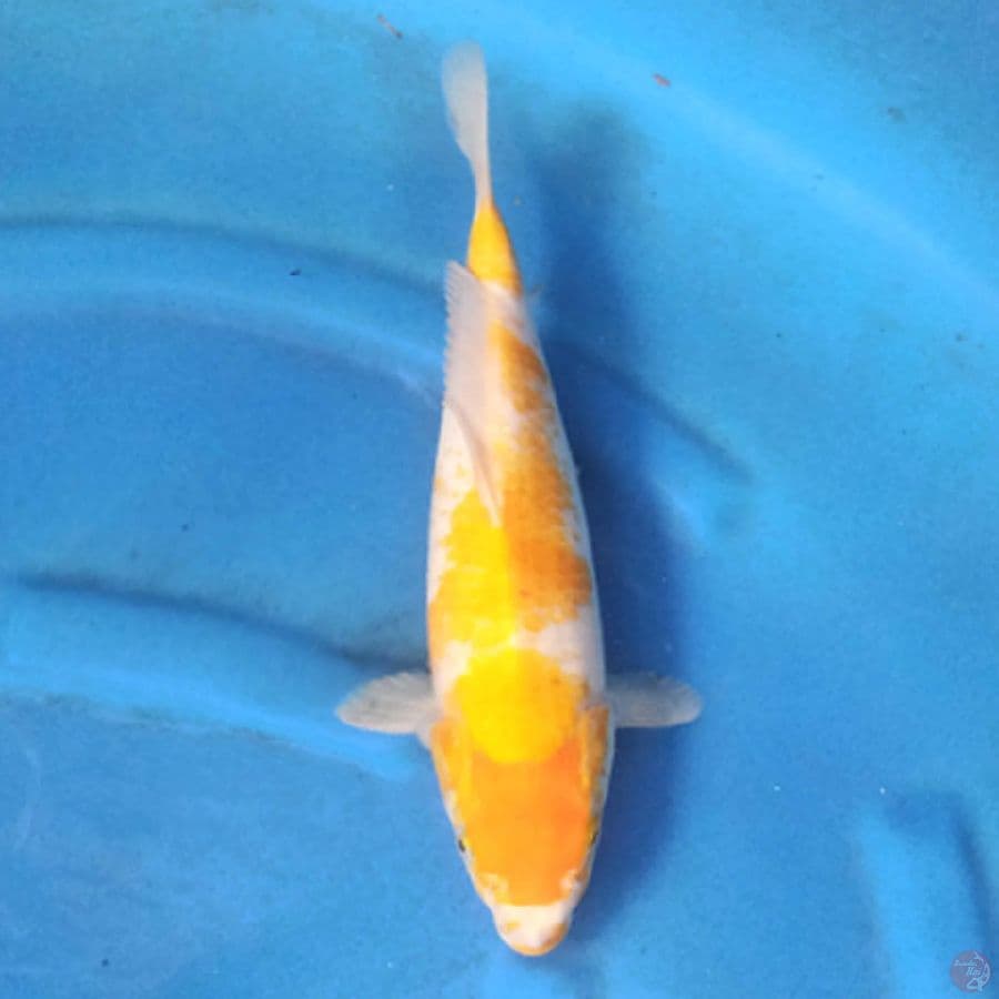 Karashi koyo F1 marudo 32cm