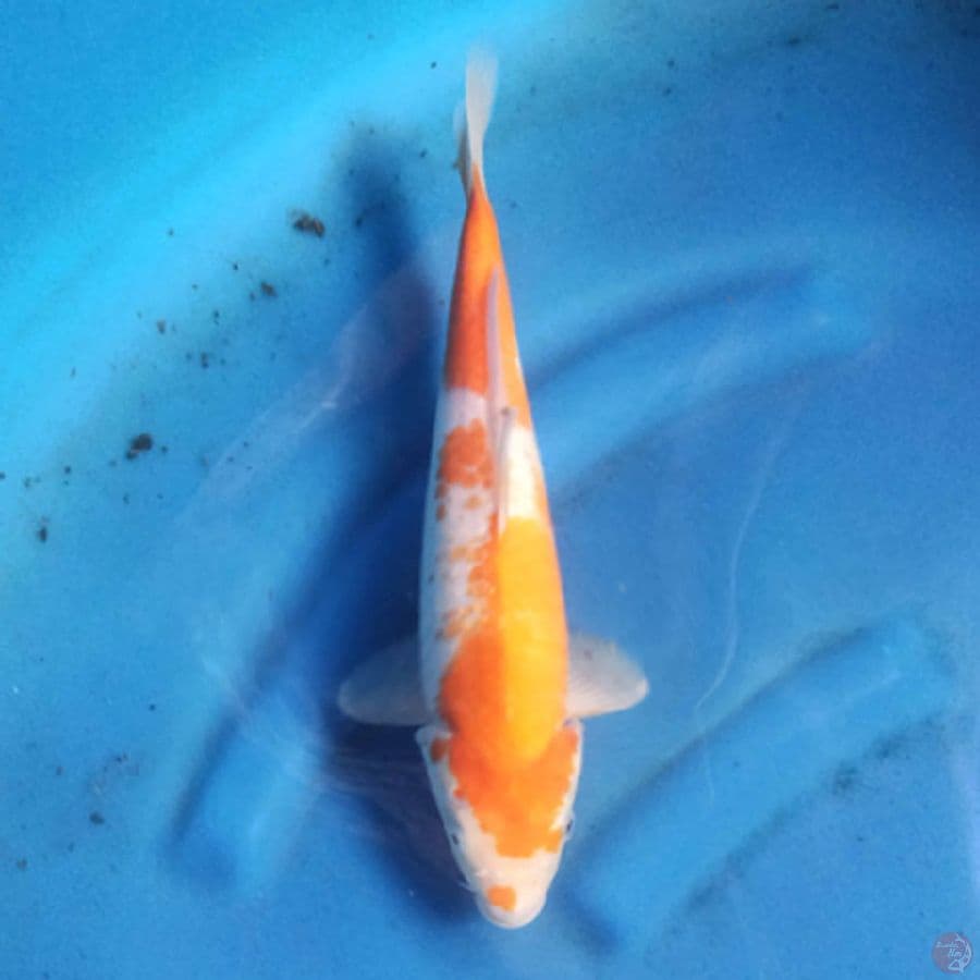 Karashi koyo F1 marudo 30cm