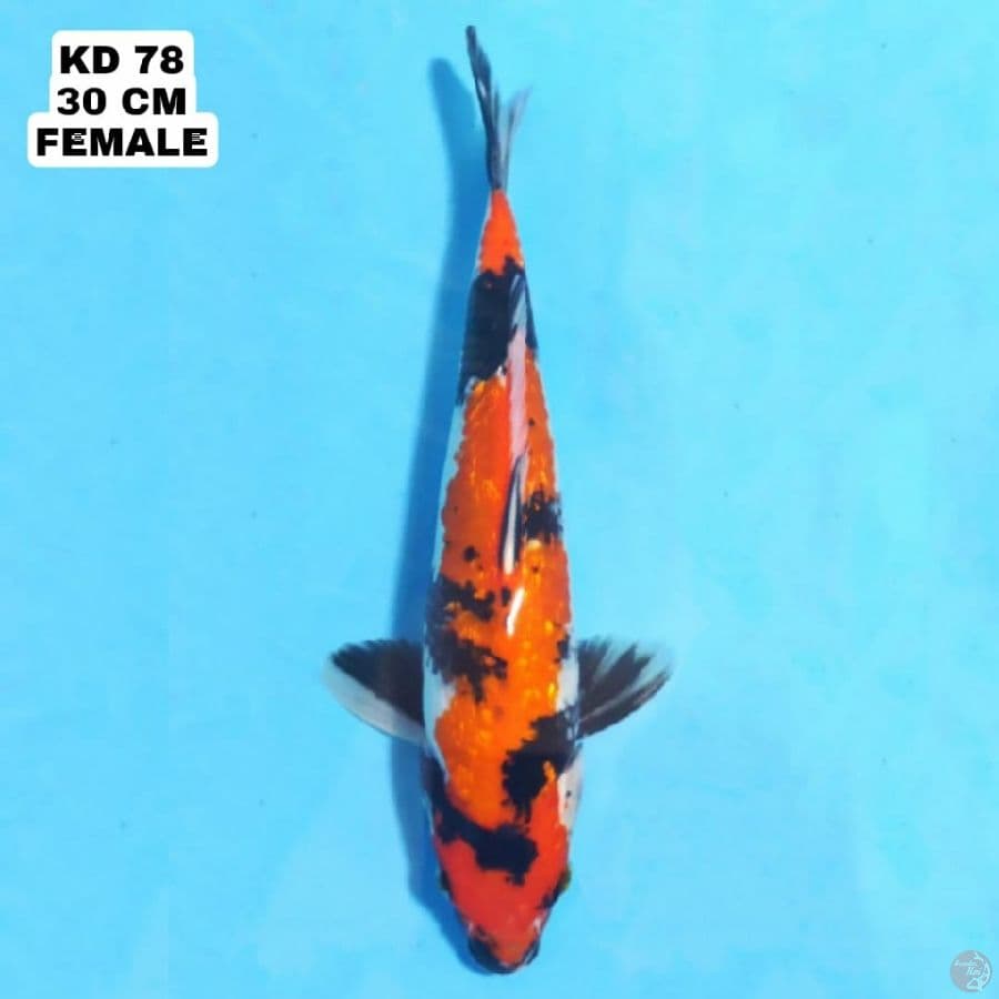 ginrin showa 30cm female