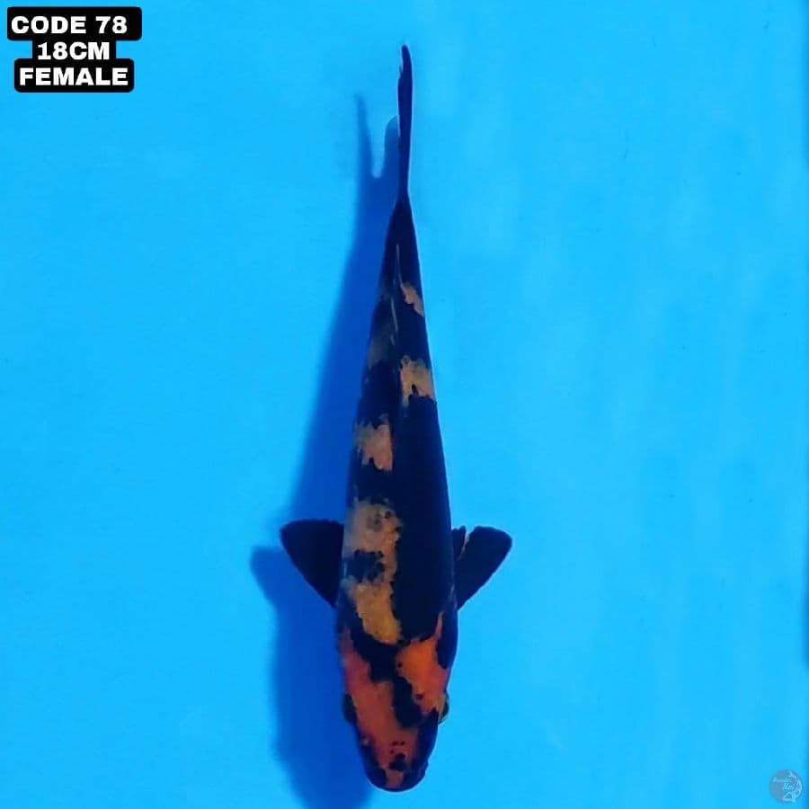 hi utsuri 18cm female