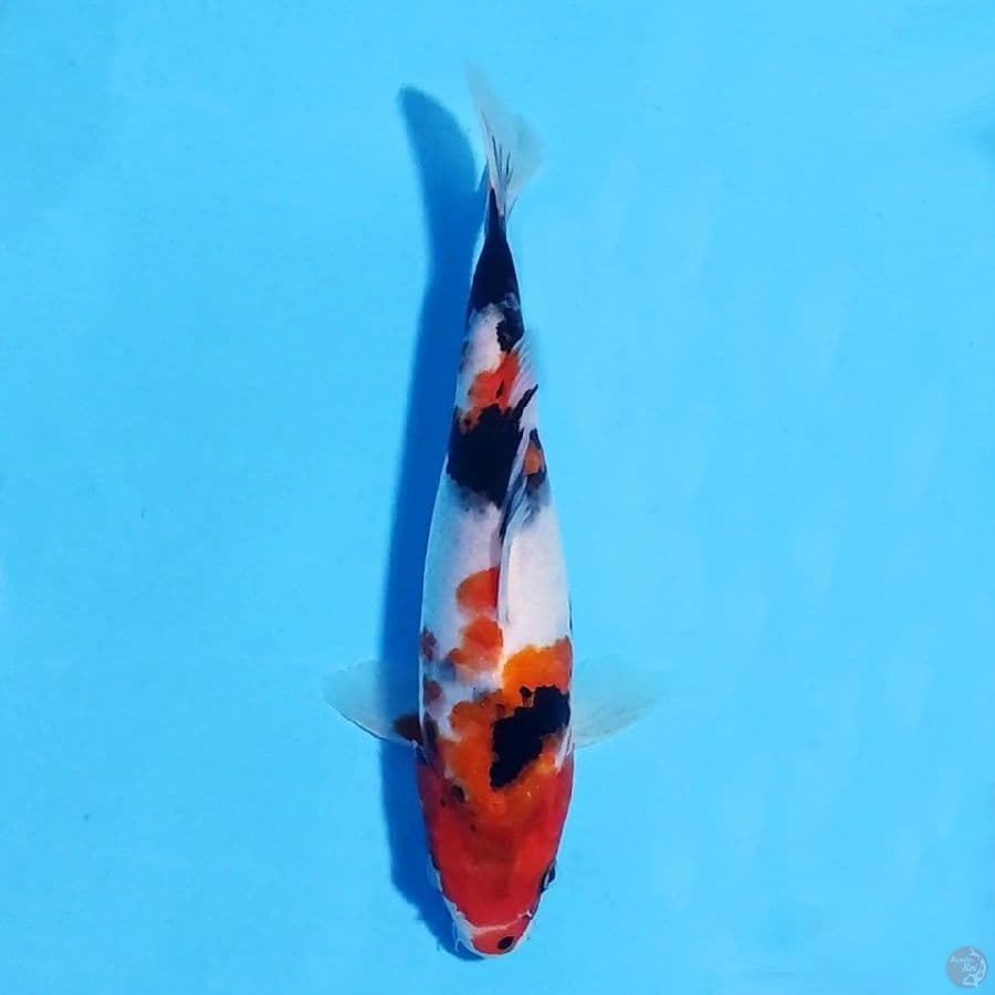 kindai showa 22cm female