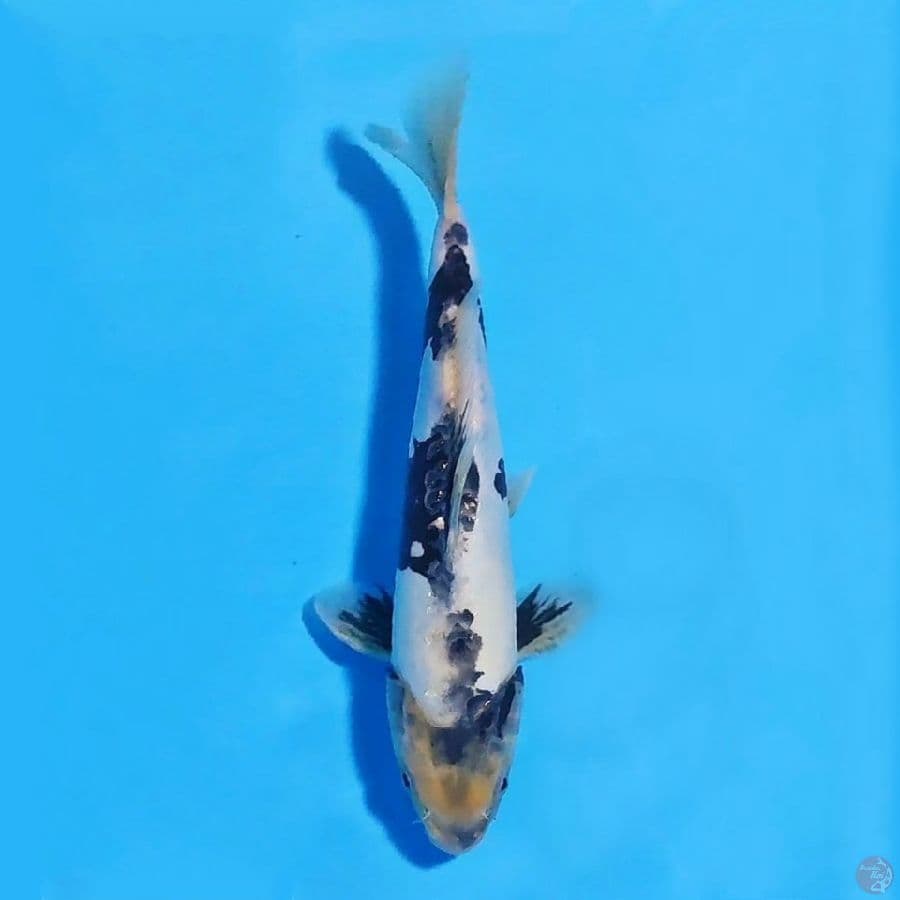 doitsu shiro tategoi 25cm male