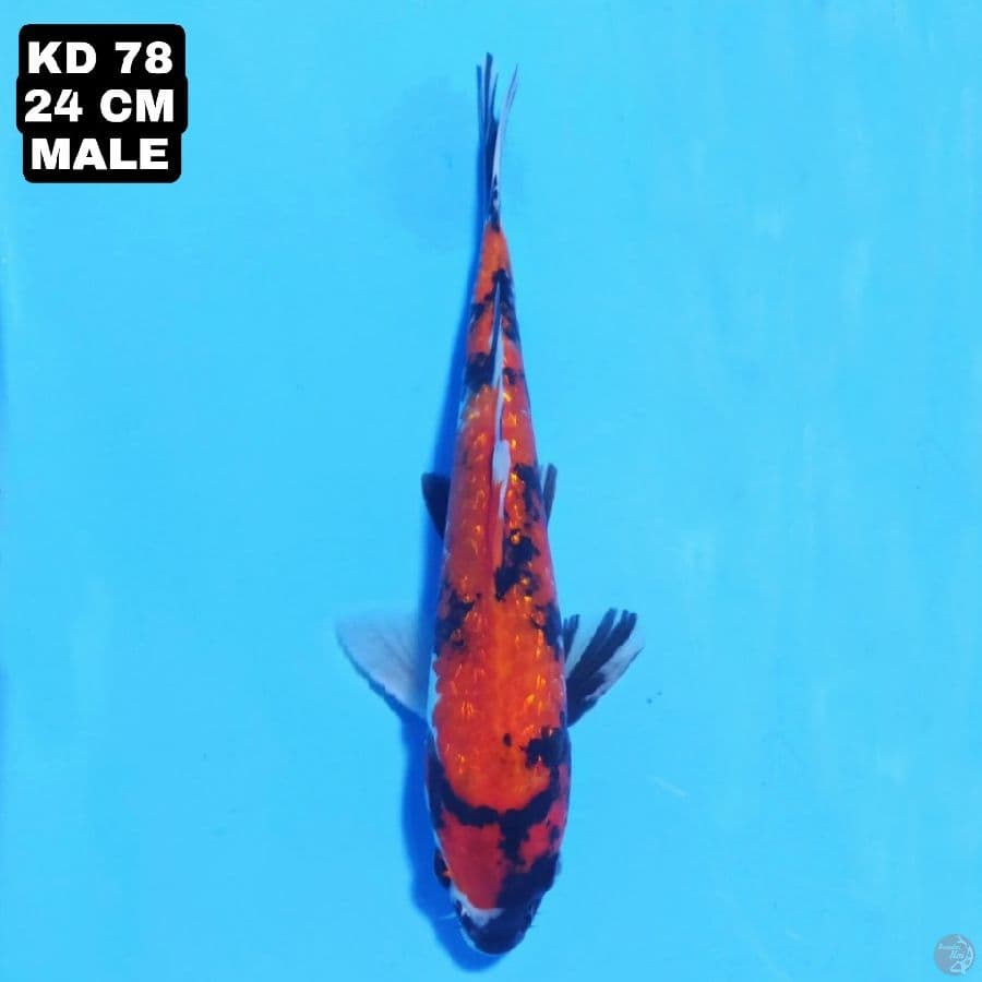 showa ginrin 24cm male
