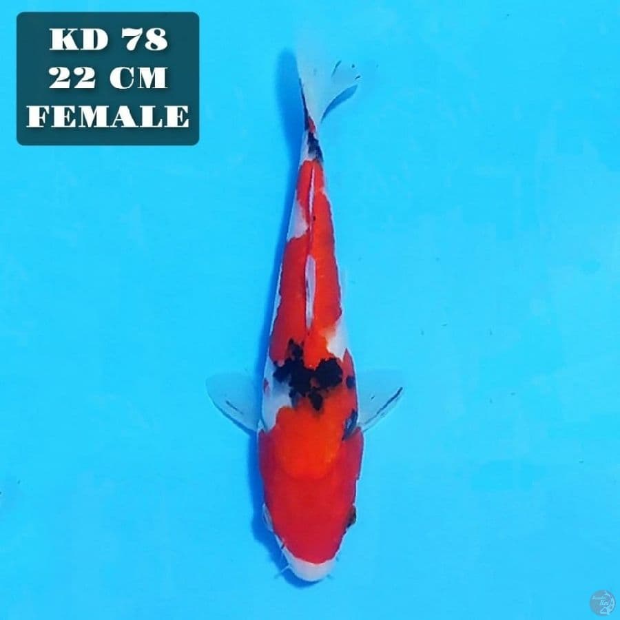 taisho sanke 22cm female
