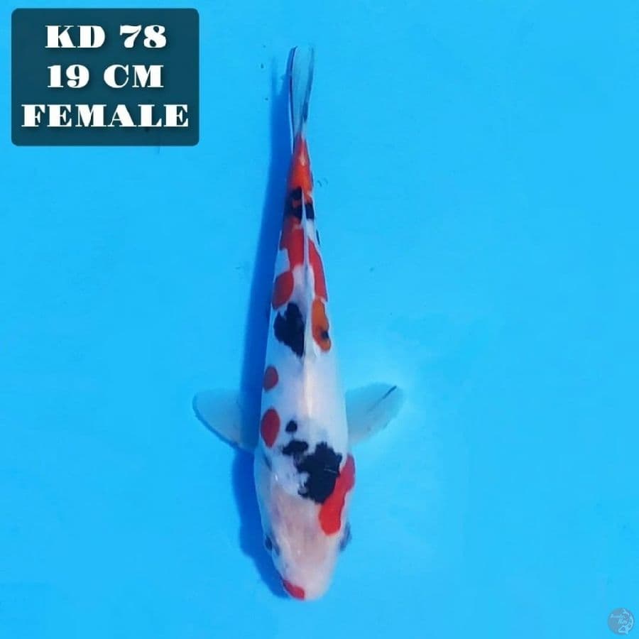 doitsu sanke 19cm female